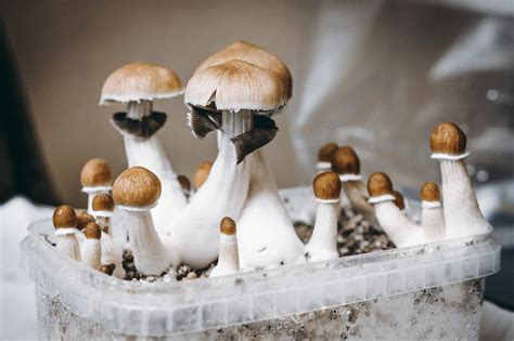 how to take psilocybin mushroom